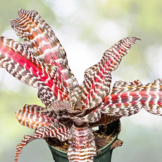 Cryptanthus Plant 4" Pot Wild Cherry - Cryptanthus bivittatus - Vibrant Indoor Tropical Houseplant, Easy Care, Unique Foliage