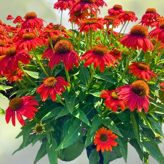 Echinacea 'ARTISAN RED OMBRE' Starter Plant - Red Coneflower - Perennial Flowering Plant - Garden Favorite