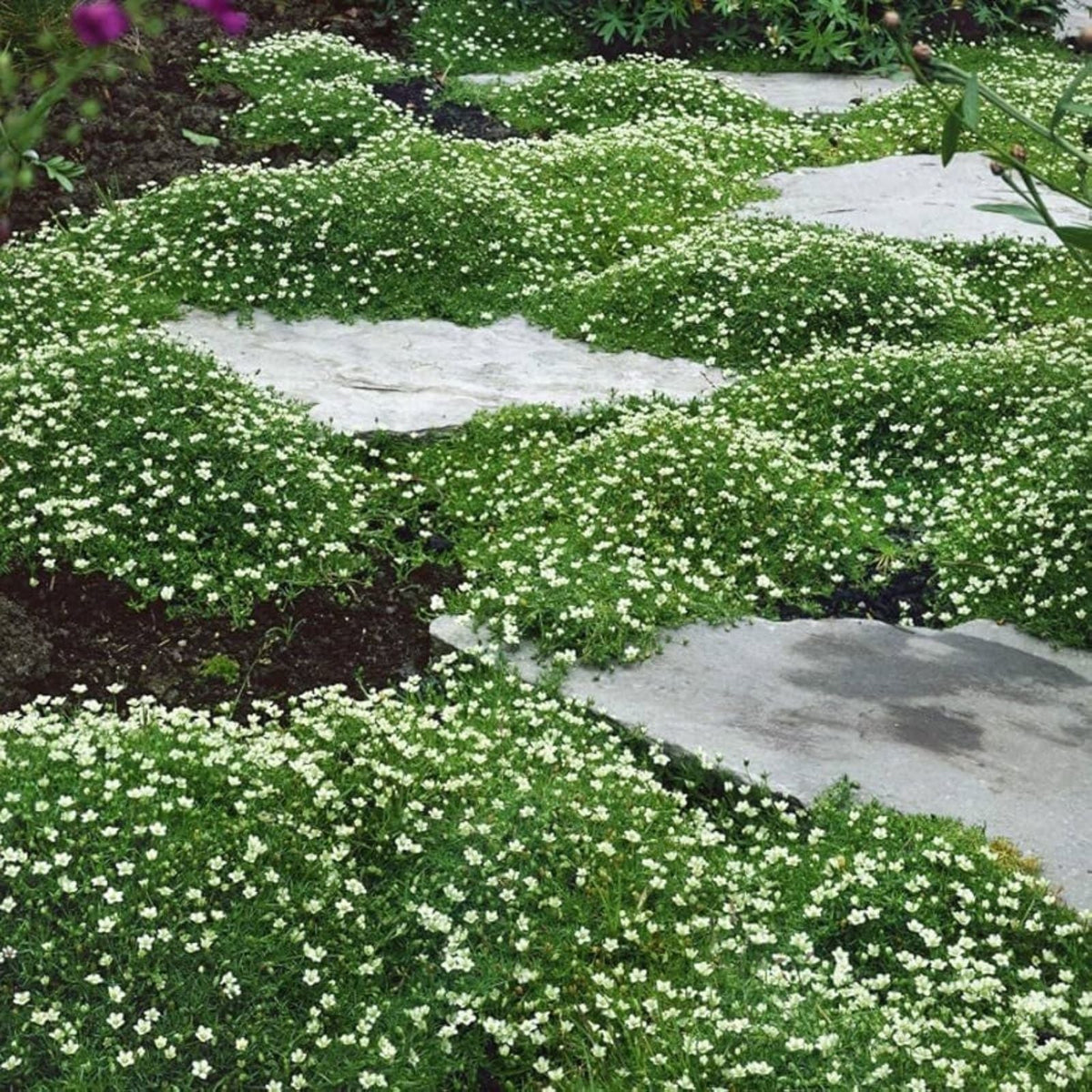 Irish Moss Seeds - 250+ Ground Cover Plant for Landscaping - Attractive Flowers - Chondrus crispus