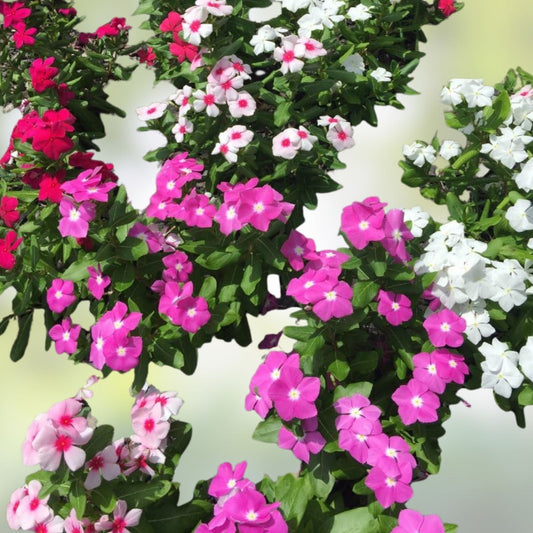 Vinca Seeds 500 Count - Sunsplash Mix - Catharanthus roseus Flower Seeds for Colorful Garden Blooms
