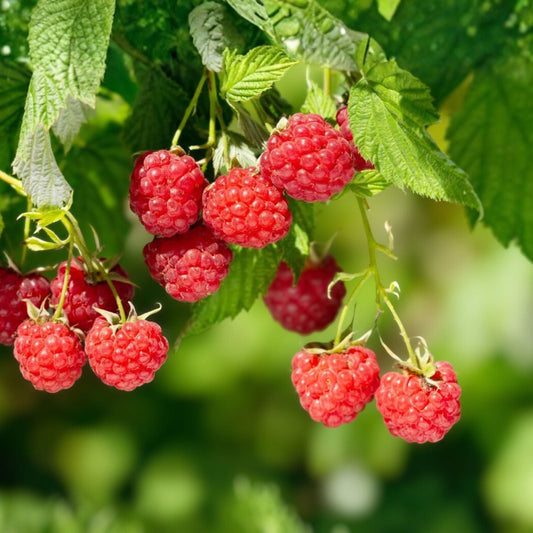 Bare Root Raspberry Plants - 3 Pack - Nantahala Red - Rubus idaeus - Cold Resistant - Medium Sunlight - Zones 4-9 - Outdoor Gardening