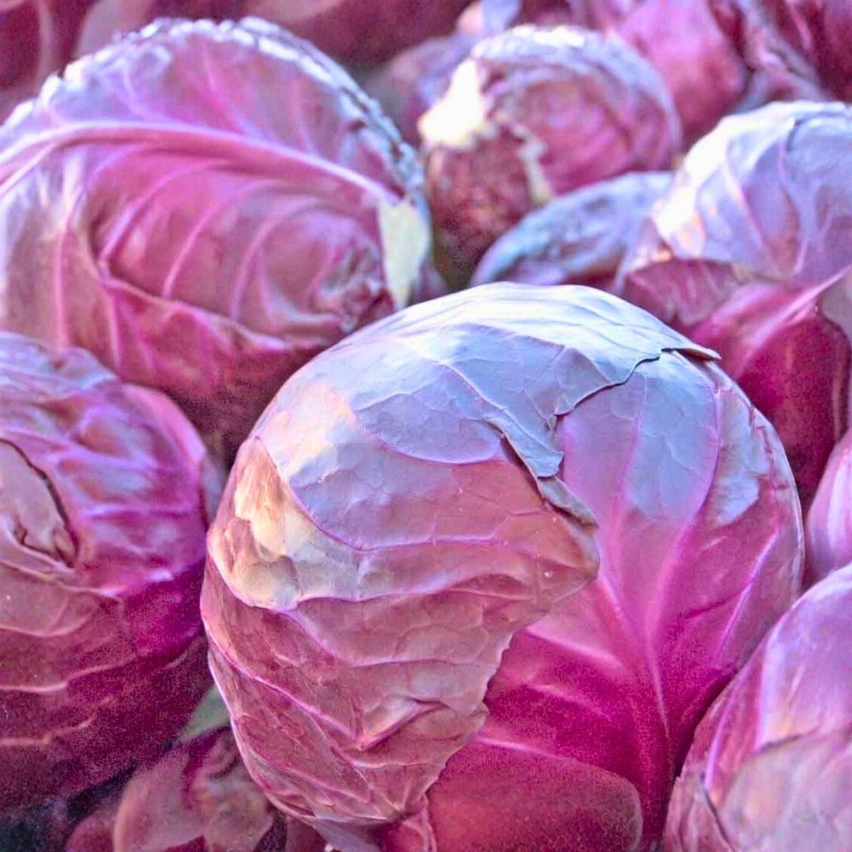 Red Acre Cabbage Seeds – 500+ Heirloom Non-GMO Vegetable Seeds for Garden – Brassica oleracea