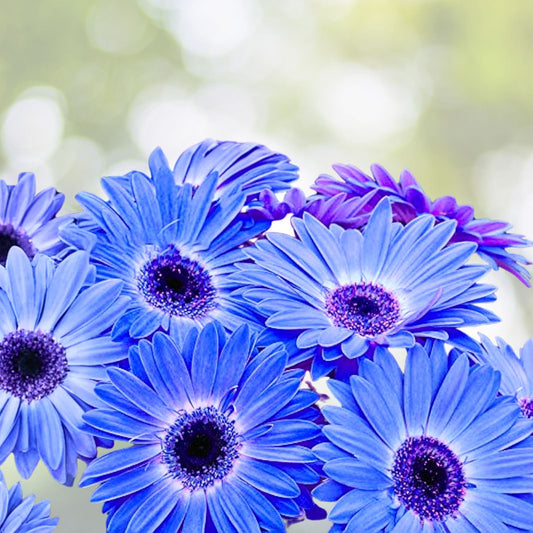 Blue Daisy Plant - 8” Pot - Perennial Big Blooming Flower - Asteraceae (Felicia amelloides)