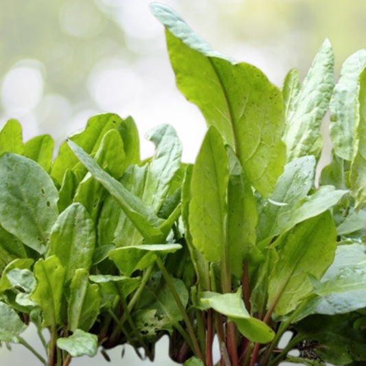 BROAD LEAF SORREL Seeds 1000+ Non-GMO Heirloom Herb (Rumex acetosa) - Culinary Garden Planting