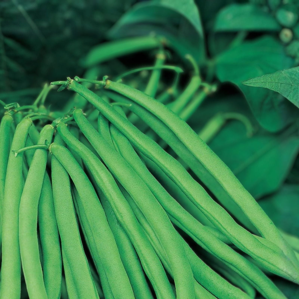 Slenderette Bush Bean Seeds 20+ Non-GMO Phaseolus vulgaris Great Tasting Variety Vegetable Seeds