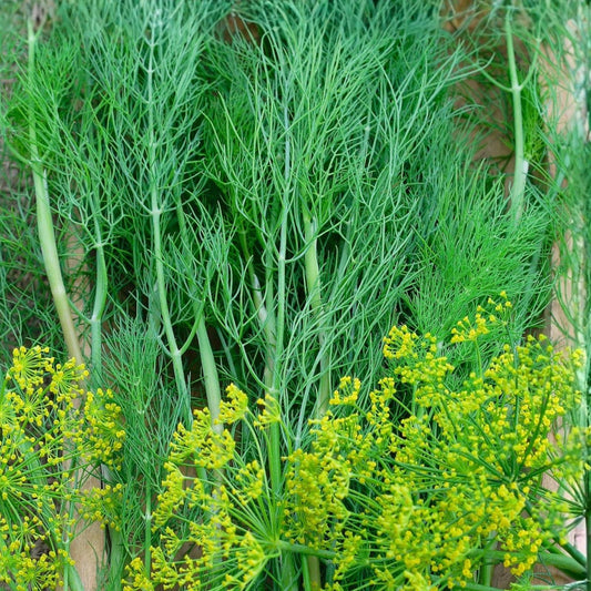 Dill Seeds 100 Pack - Heirloom Non-GMO Spice Seeds - Anethum graveolens - Aromatic Herb for Cooking and Gardening