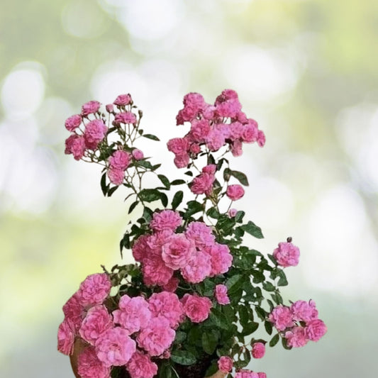 Heirloom Seven Sisters Pink Rose Bush - 1ft Live Climbing Plant, Rosa Multiflora, Fragrant, Easy Care, USA Seller