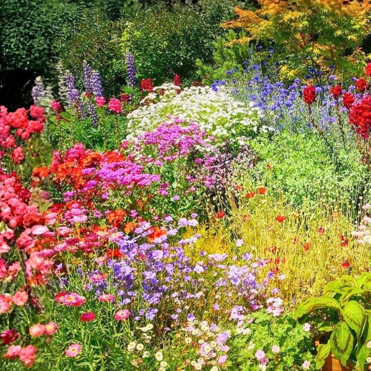 Wildflower Seed Mix 16 oz Colorful Border and Garden Blend for Pollinators Non-GMO Native Varieties
