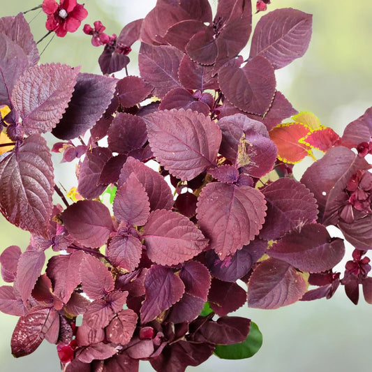 Bare Roots Red/Purple Perilla frutescens Shiro Live Plant 2 Pack Fast Growing Heat Tolerant Low Maintenance
