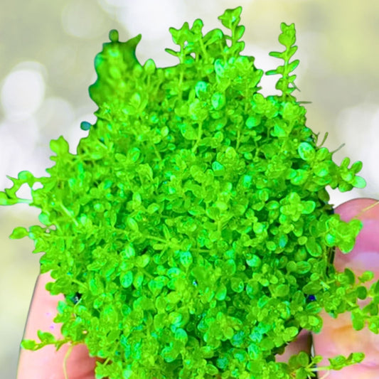 Dwarf Baby Tears Live Aquarium Plant Portion - Easy Care Hemianthus Callitrichoides for Aquariums