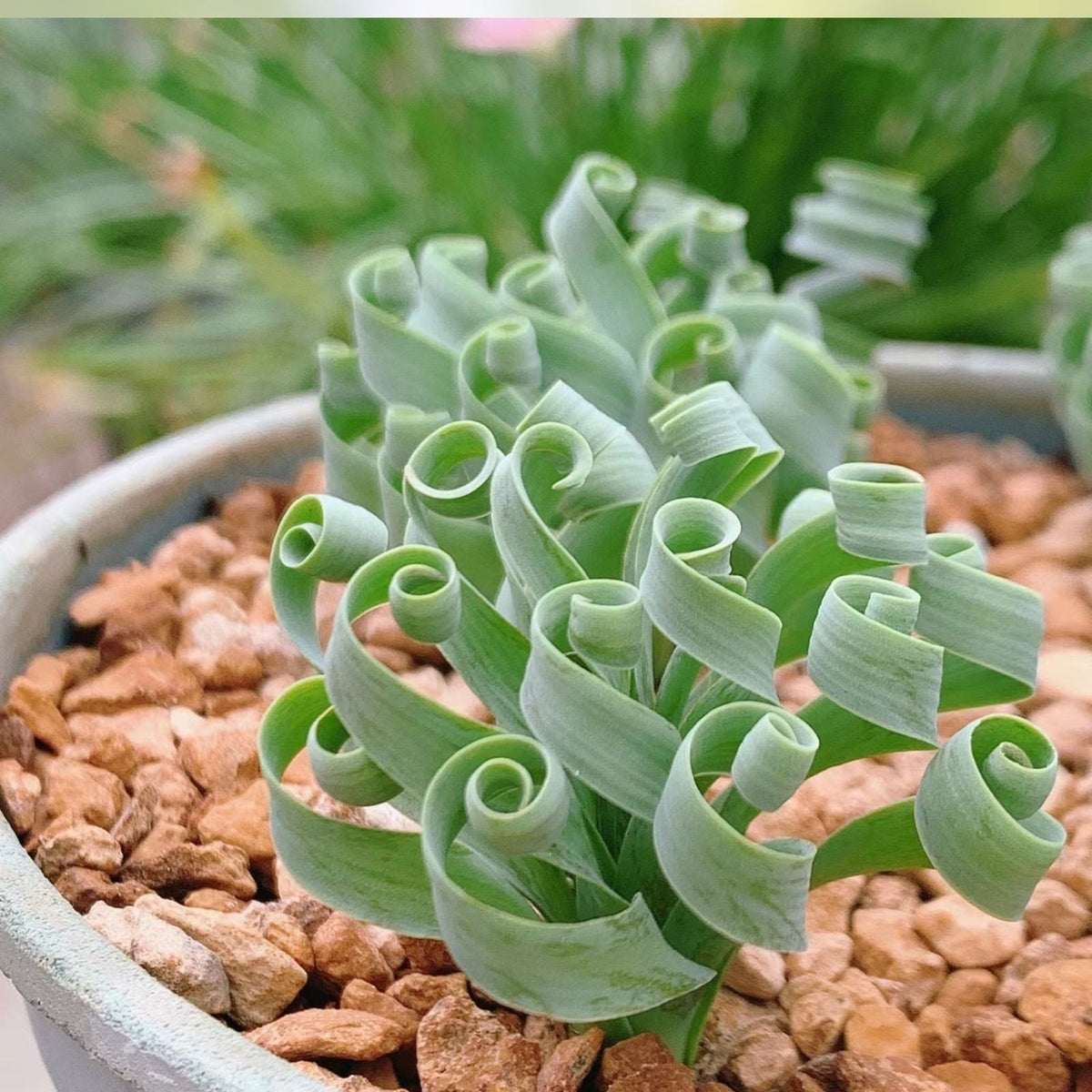 Succulent Bulbs 2" Pot Albuca Humilis Green White Blooms Indoor Plant for Home Decor