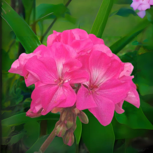 Hardy Pink Flower Geranium Cuttings - 10 x 6'' - Fragrant Perennial Geraniums (Pelargonium)