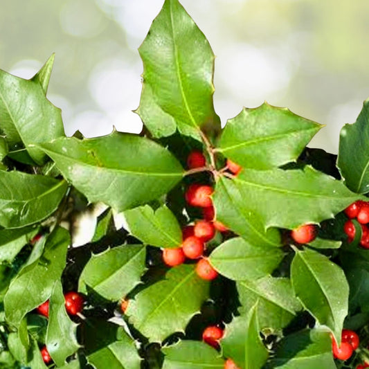 American Holly Ilex Cuttings 75+ Unrooted Organic Evergreen Tree 5 8" Winter Interest Fragrant Flowers Wildlife Attractant