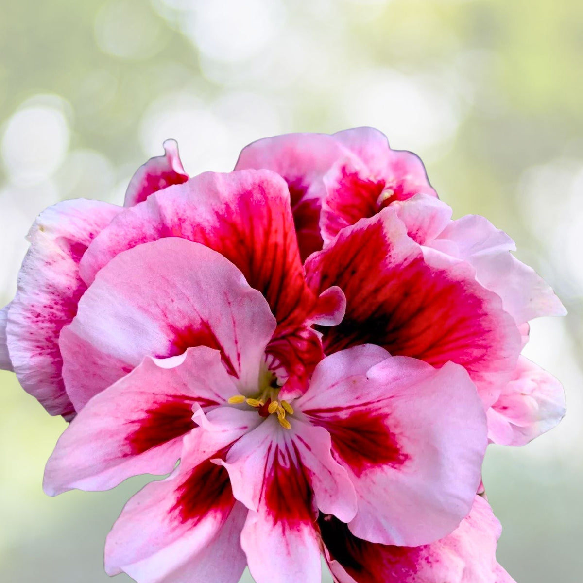 Geranium Live Plant - 4" Pot - Reddish Pink/Maroon/White Perennial - Pelargonium