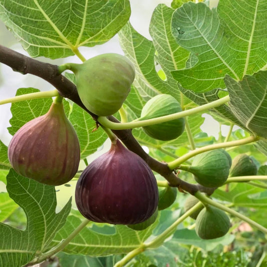 Brunswick Fig Cuttings 5 Pieces with Willow Water for Rooting Ficus carica Fruit Tree Propagation