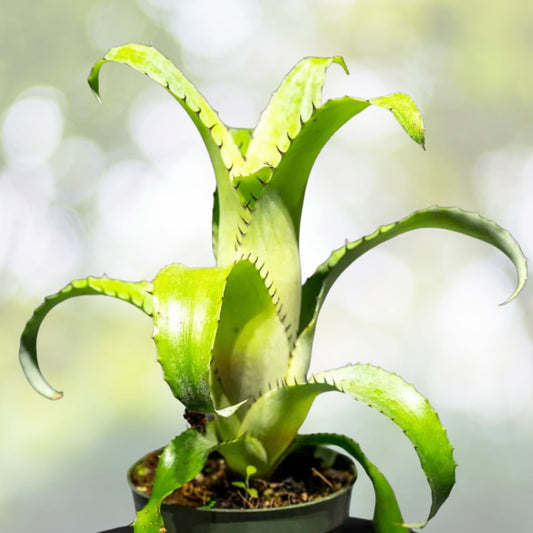 Bromeliad Plant 4 Inch Pot Aechmea Bromelifolia Green | Tropical Indoor Houseplant | Easy Care, Low Light