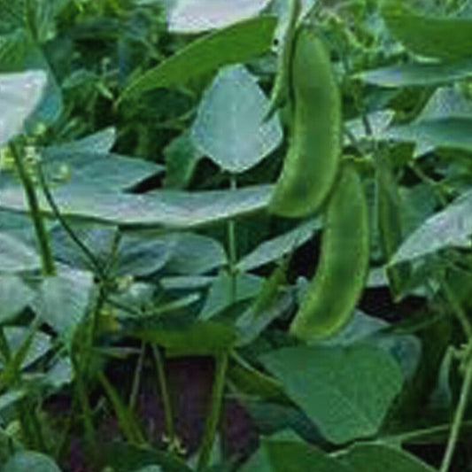 Lima Bean Seeds 20+ Non-GMO Henderson Bush Variety Healthy Phaseolus lunatus Vegetable Seeds