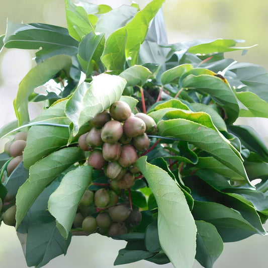 Kiwi Plant Starter - Live Rooted Anna Variety - Actinidia deliciosa - Zones 4-9