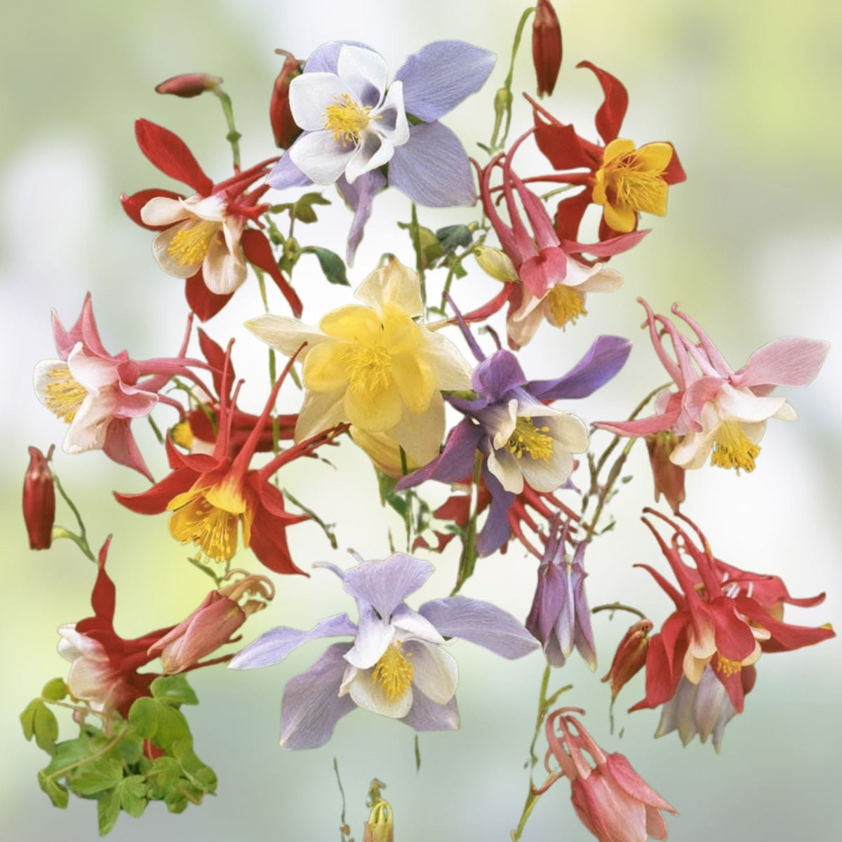 Multicolor Columbine Seeds 100 Pack Non-GMO Aquilegia caerulea Glass McKana Variety Garden Flower Seeds
