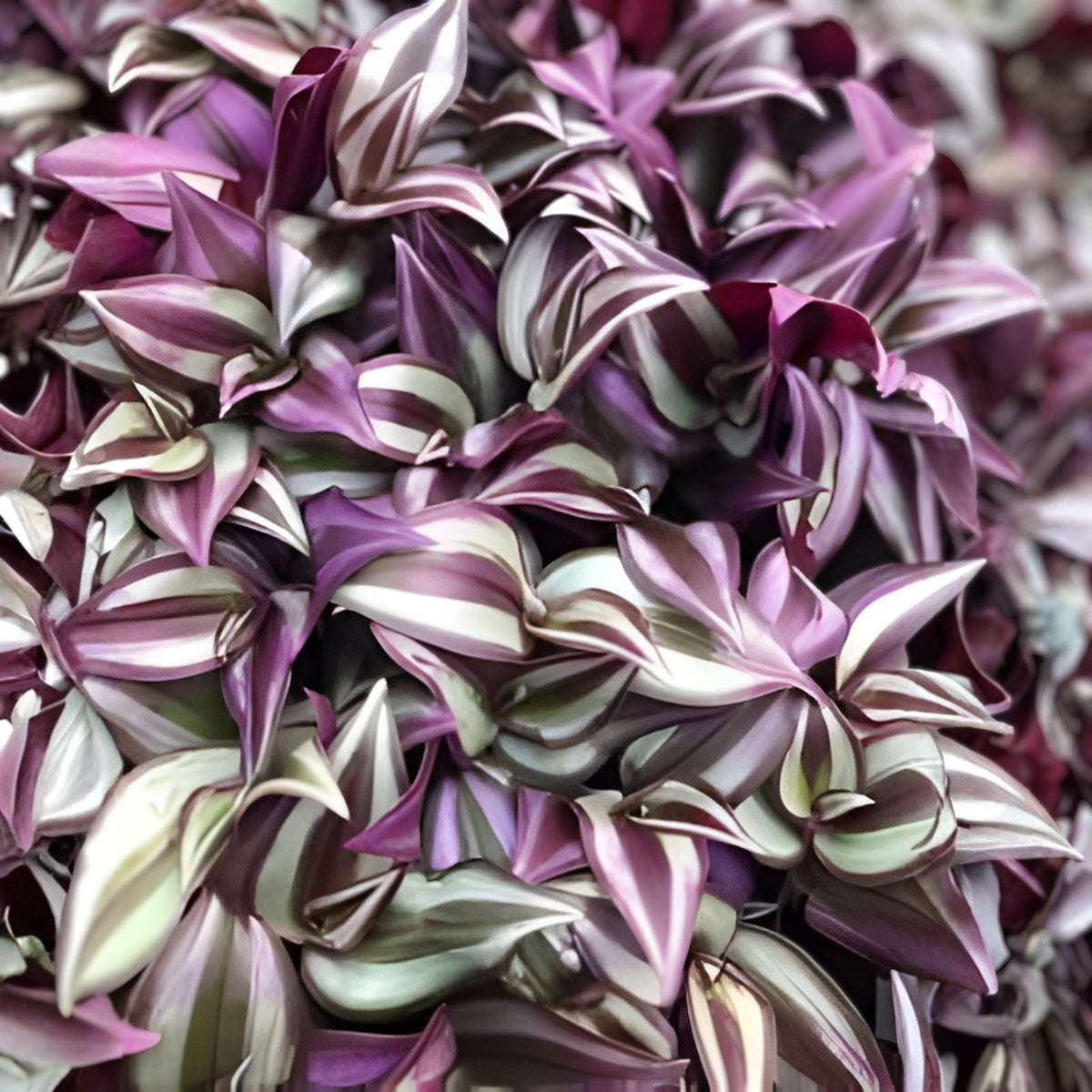 Tradescantia Zebrina Cuttings 10-Pack - Wandering Jew Plant - Easy Care Indoor Plant - Free Shipping