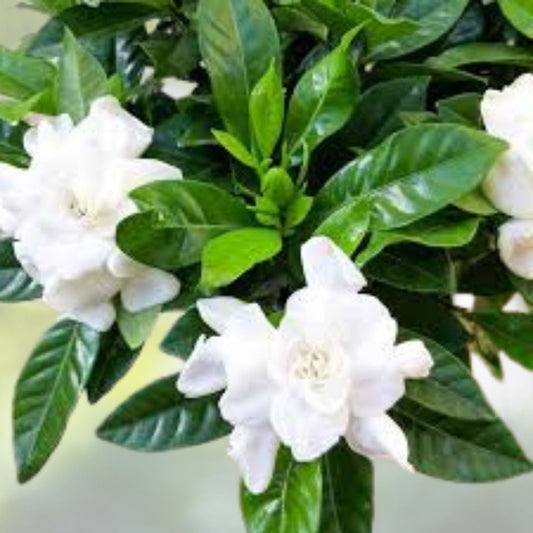 Cape Jasmine Live Plant 6" 8" Tall Frostproof Jasmine Garden Shrub Gardenia jasminoides Ship No Pot