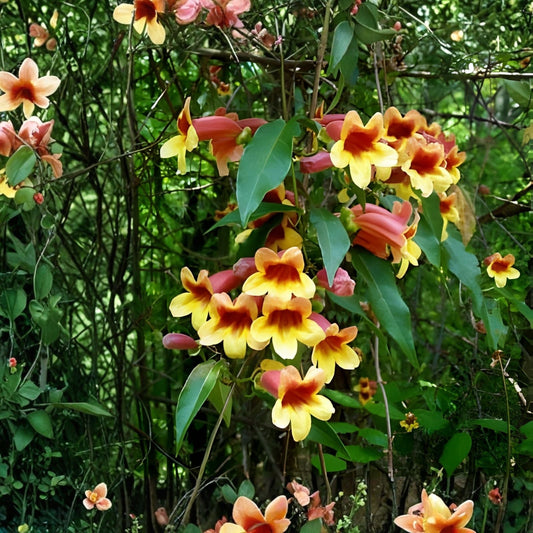Crossvine Live Plants 2-Pack, Bignonia capreolata, Orange/Red Flowers, Hummingbird Attractant, Southern Native Vine