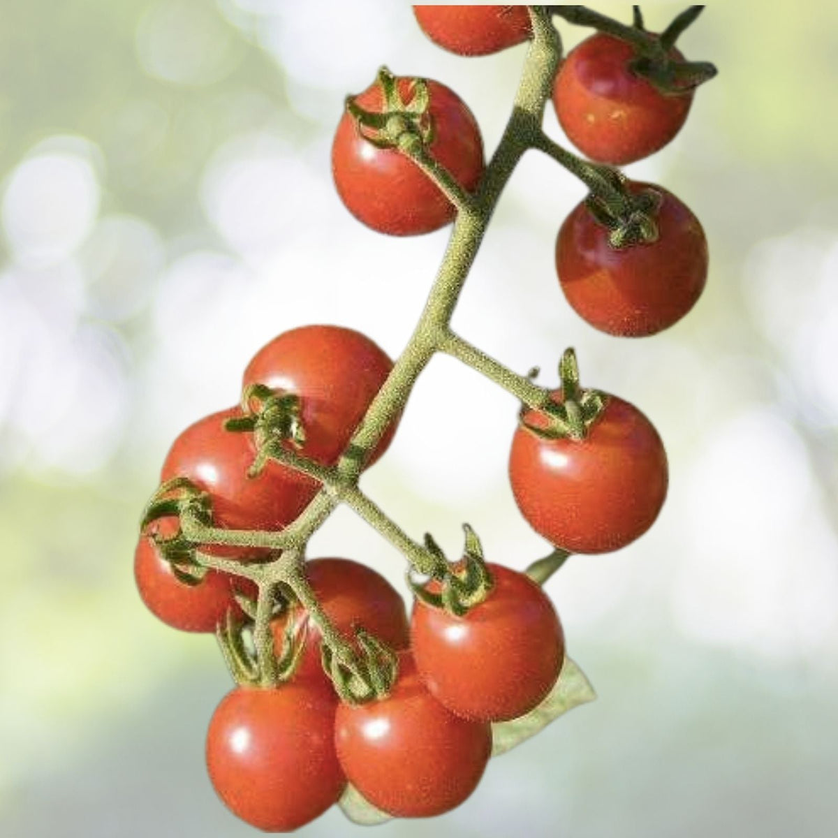 Rainbow Cherry Tomato Seeds | Heirloom NON-GMO Mix | Fresh Vegetable Seeds | Solanum lycopersicum
