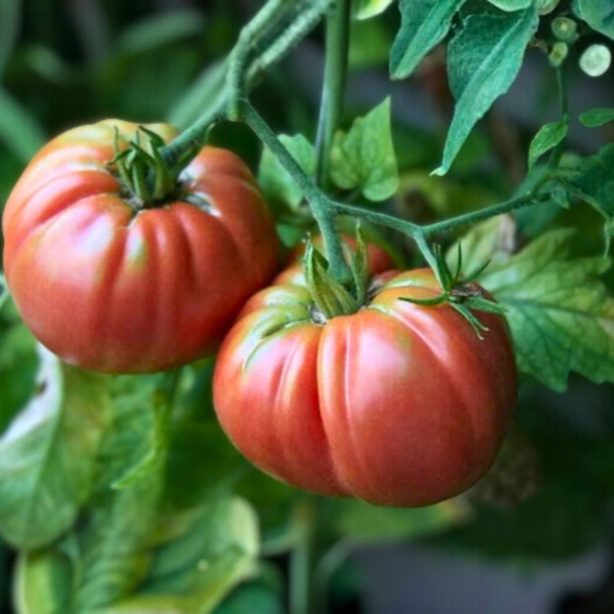 Giant Belgium Tomato Seeds 500 Heirloom Non-GMO Vegetable Seeds for Home Gardens Solanum lycopersicum