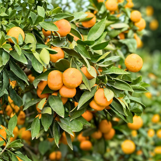 Grafted Pineapple Orange Tree 1 Gallon - Sweet Orange Citrus sinensis, Potted Plant with Soil, Ideal for Home Garden