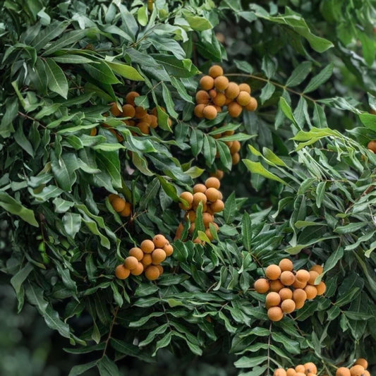Longan Tree 3 Gallon Kohala Variety Airlayered Dimocarpus longan Potted Plant 3-4 Feet Tall