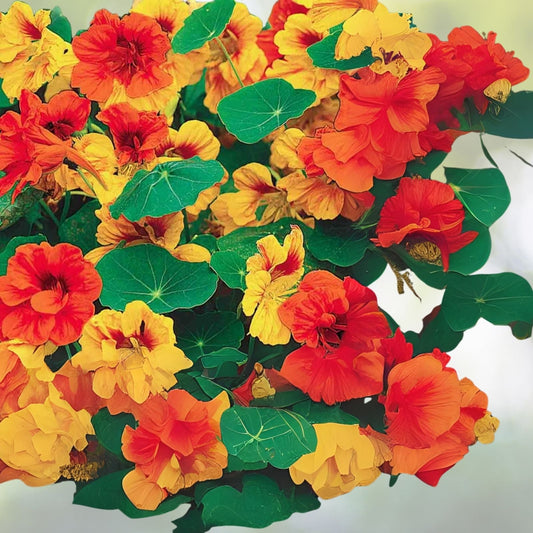 Tall Trailing Mix Nasturtium Seeds - 100 Count - Edible Flowers - Tropaeolum majus - Made in USA, Ships from Iowa