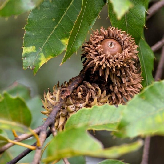 Sawtooth Oak Seedlings 3-Pack | Fast Growing Quercus acutissima Wildlife Attractant with Early Acorn Production