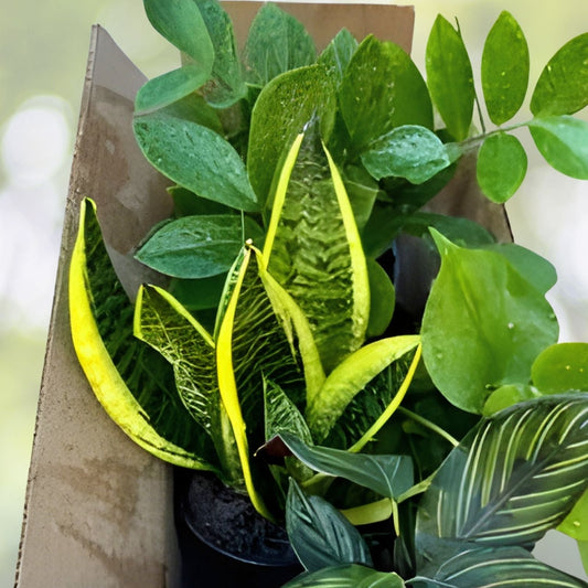 20+ Plant Cuttings Surprise Box | 10 Unique Varieties for Propagation | Gardening Plants Collection