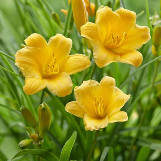 Daylily Bare Root Plants Set of 2 – Stella d'Oro Hemerocallis Live Starter Plants for Garden Landscape