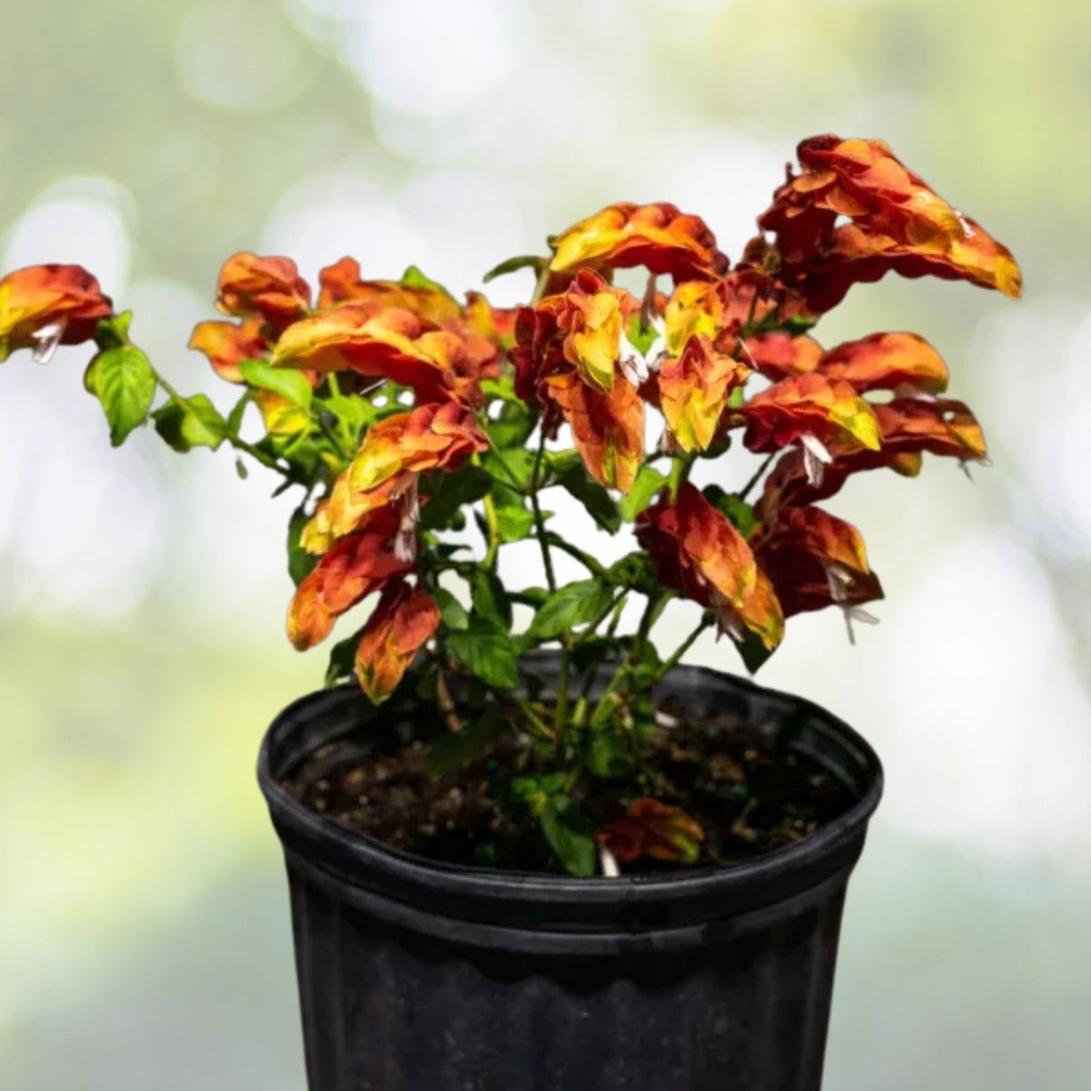 Red Shrimp Plant - 5in Pot - Vibrant Red Blooms - Justicia brandegeeana - Easy Care Indoor/Outdoor Plant for Hummingbirds