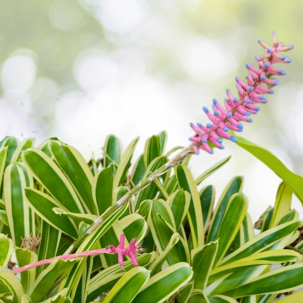 Aechmea Nelleii Bromeliad Plant - 9" Pot - Tropical Indoor Houseplant - Exotic Greenery - Aechmea Nelleii