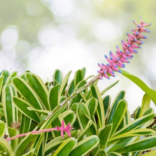 Aechmea Nelleii Bromeliad Plant - 9" Pot - Tropical Indoor Houseplant - Exotic Greenery - Aechmea Nelleii