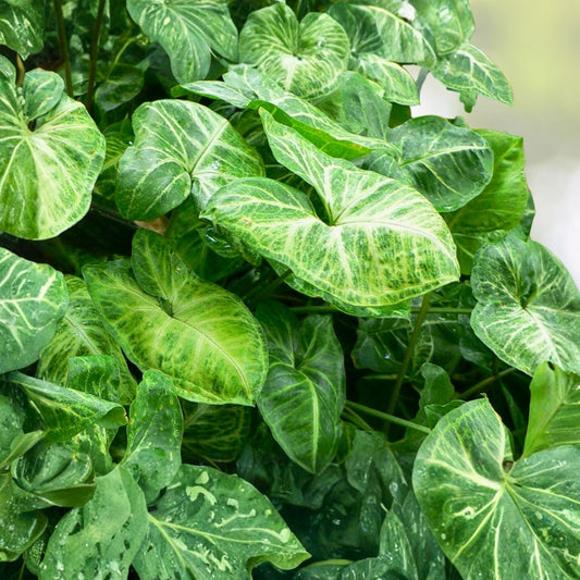 Syngonium Podophyllum Plant 4" Pot Green Red Arrowhead Easy Care Houseplant - Indoor Plant for Home Decor