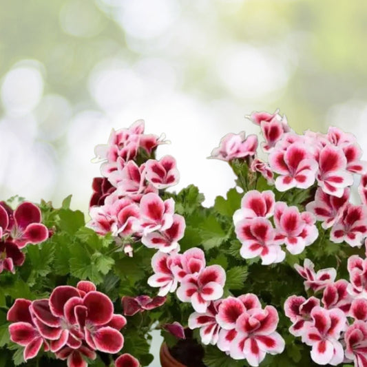 Fragrant Geranium Seeds Packet 100 Seeds Pelargonium spp. Aromatic Garden Herb Plant Seeds
