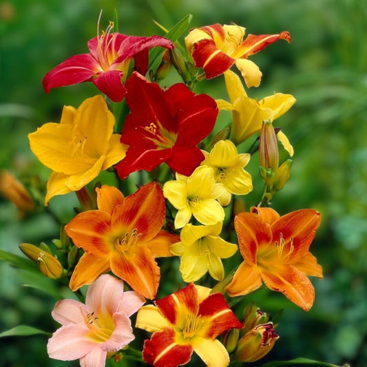 Tomato Seeds 1000 Count Brandywine F1 Hybrid Beefsteak Juicy Rich Flavor Solanum lycopersicum