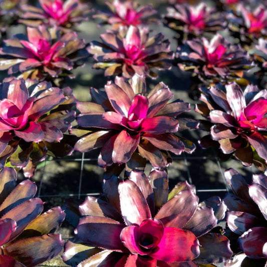 Neoregelia Passion Plant - Chartreuse Green & Hot Pink Foliage - Neoregelia spp. - Ideal for Landscape Gardening