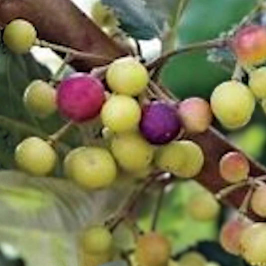 Sherbet Berry Plant Starter Pack - 10 Edible Fruit Plants - Grewia asiatica - Drought-Tolerant Shrub for Indoor/Outdoor Garden
