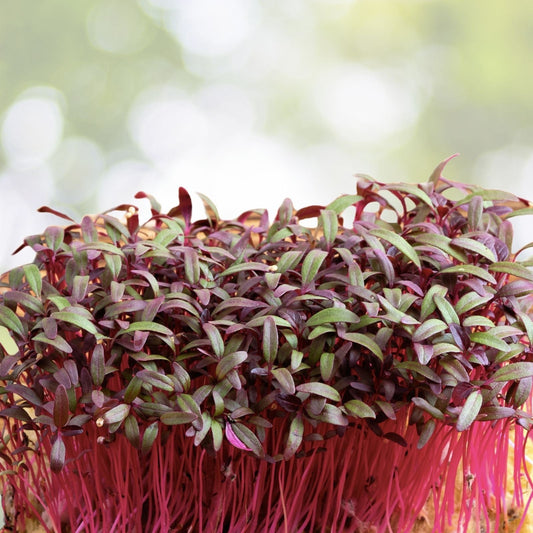 Red Garnet Amaranth Seeds - 1000+ Red Spinach Kiwicha Microgreens Garden Seeds - Amaranthus cruentus