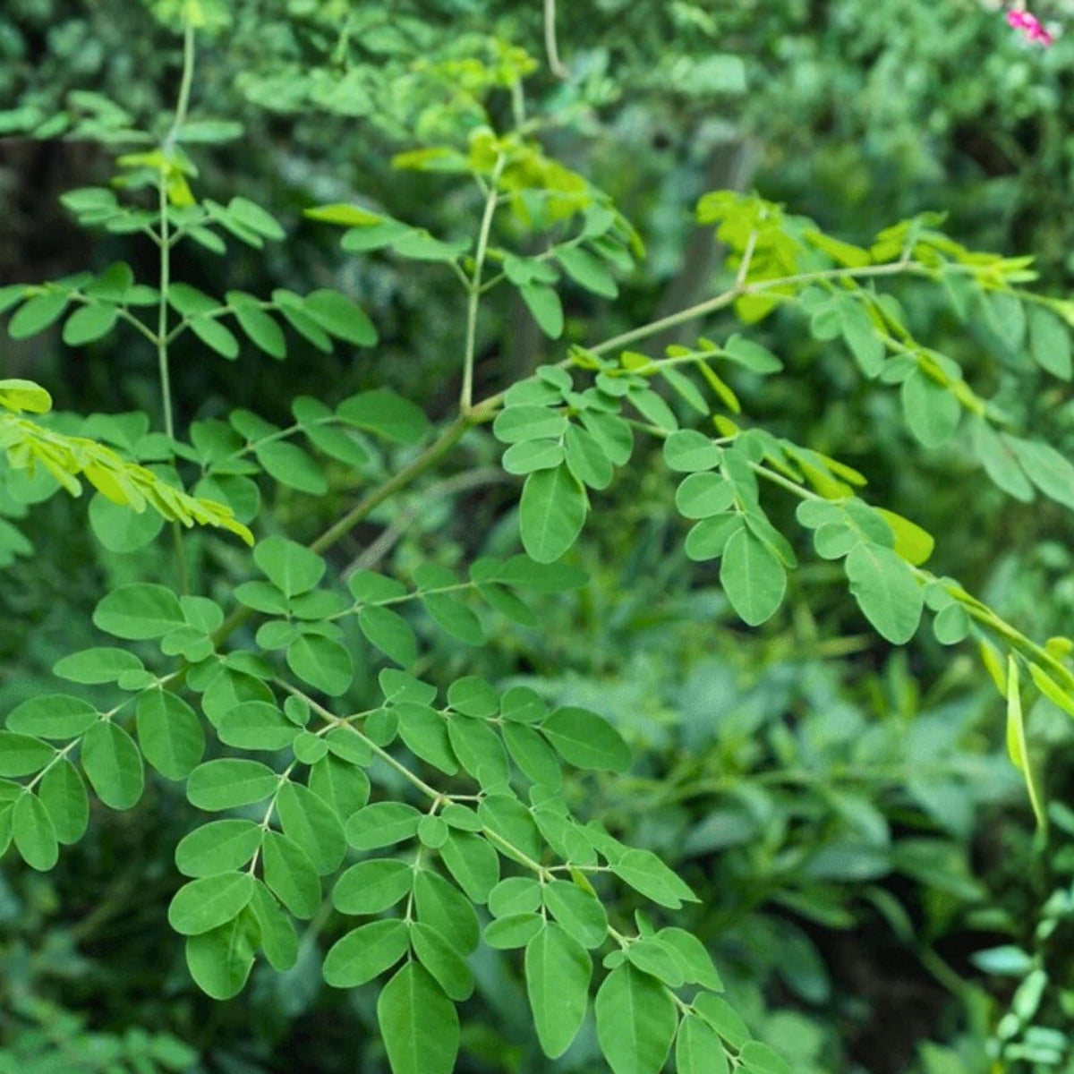 Fresh Moringa Seeds - 20 Pack | Drumstick Tree | Easy to Grow | Nutrient-Rich Leaves | Moringa Oleifera