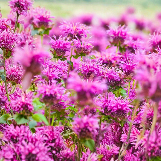 Bee Balm Live Plants 4-Pack Organic Bergamot Monarda Perennial Non-GMO Attracts Bees & Hummingbirds