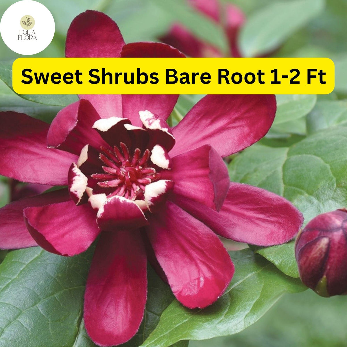 Bare Root Sweet Shrub - 2 Live Flowering Plants, Fragrant Red-Brown Flowers, Calycanthus floridus, Attracts Pollinators