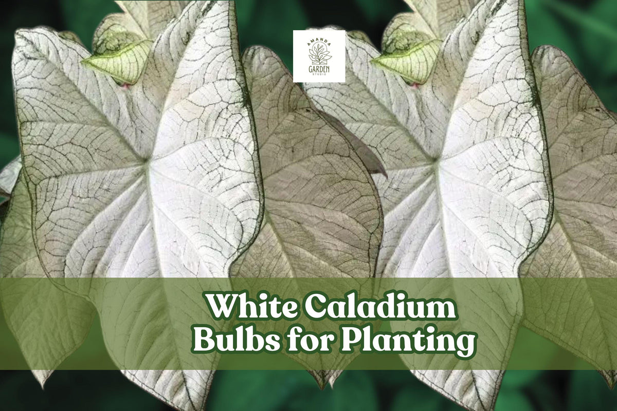 White Caladium Bulb - Fast-Growing Foliage Plant, Caladium bicolor, White with Green Edges, Ideal for Indoor/Outdoor Shade