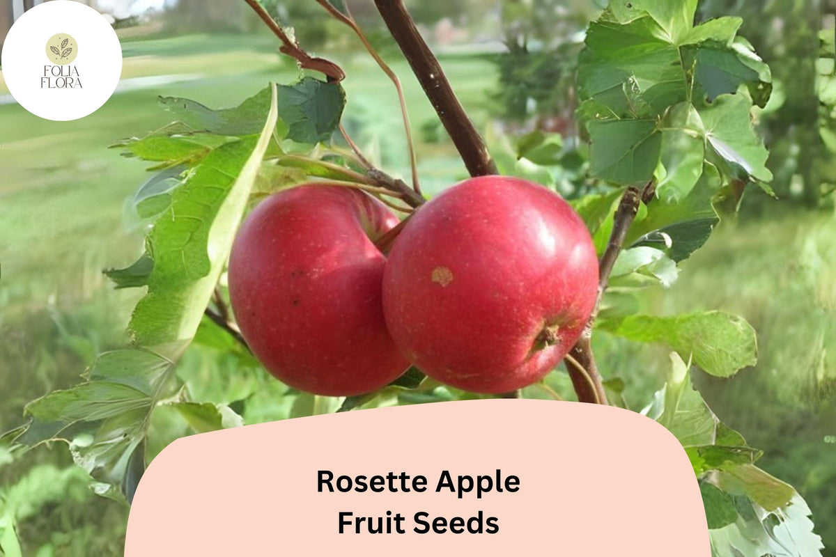 Rosette Apple Seeds (25+) | Red-Fleshed Malus domestica | Rare Ornamental Apple Variety for Gardens & Orchards