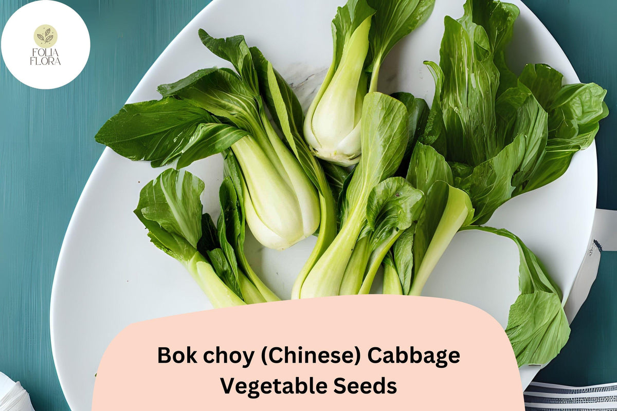 Bok Choy Seeds 500+ Heirloom Chinese Cabbage Brassica rapa var. chinensis for Garden Planting, Fast-Growing Asian Vegetable