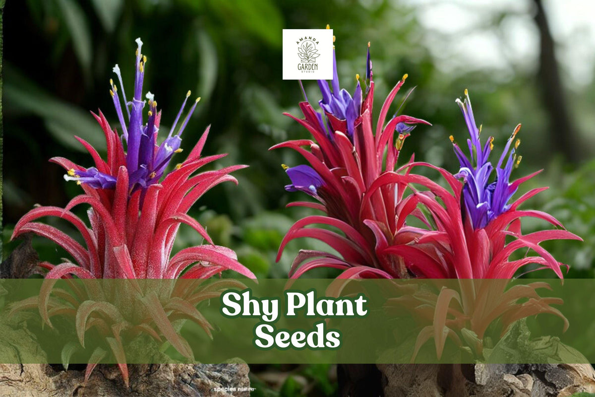 10 Shy Plant Seeds - Tillandsia ionantha Air Plant - Unique Bromeliad for Indoor/Outdoor Displays - Low Maintenance, Tropical Flair